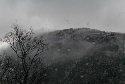 Low angle view of trees against sky