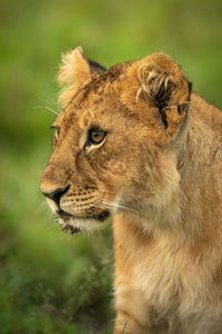 Close-up of lion cub sitting facing left