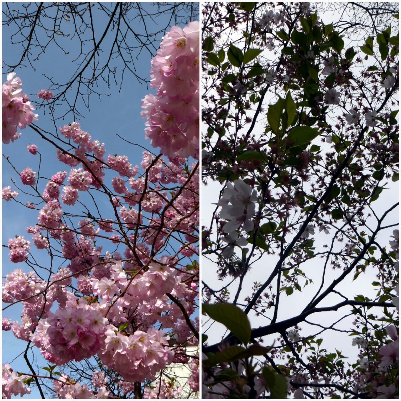LOW ANGLE VIEW OF TREE WITH PINK BLOSSOM