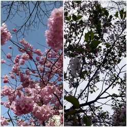 Low angle view of blooming tree against sky