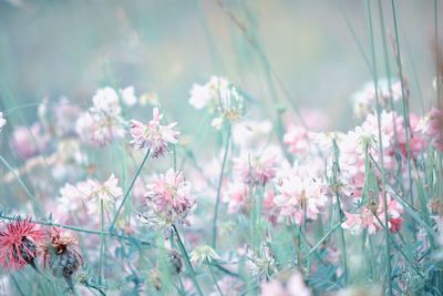 Close-up of pink flowering plants on field