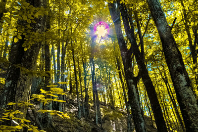 Low angle view of sunlight streaming through trees in forest