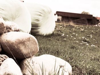 Close-up of hay bales