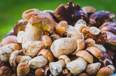 Close-up of mushrooms growing outdoors