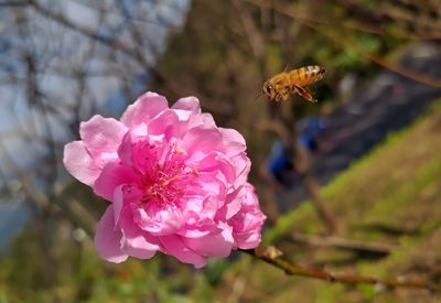 Close-up of honey bee pollinating on pink flower