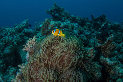 View of coral in sea