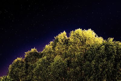 Low angle view of tree against sky at night