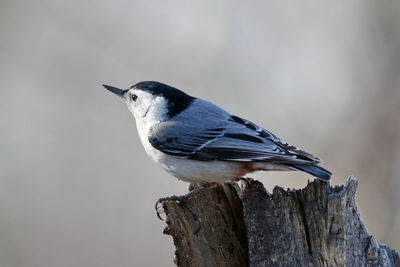 Close-up of bird perching on wood