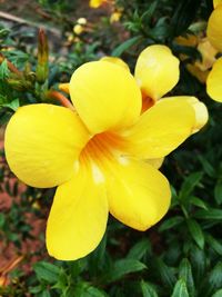 Close-up of yellow flower