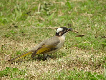 Side view of bird on grass