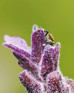 Close-up of insect on purple flower