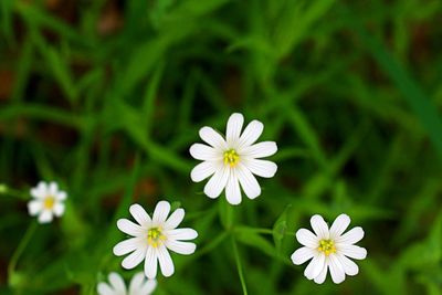 Close-up of white flowering plant