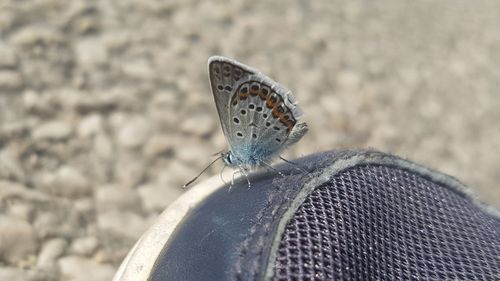 Close-up of butterfly