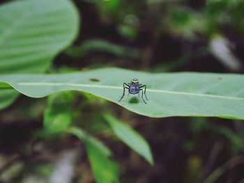 Close-up of insect on leaf