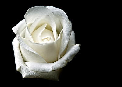 Close-up of rose against black background