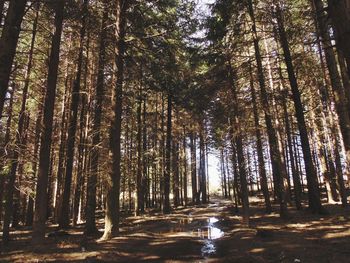 View of trees in forest