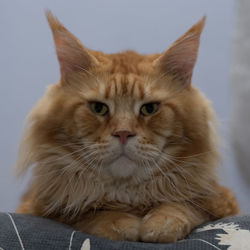 Close-up portrait of ginger cat