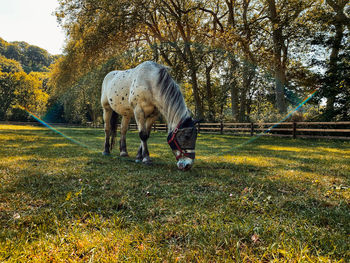 Horse grazing in a field