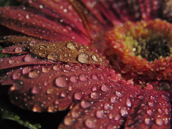 Close-up of raindrops on  a flower
