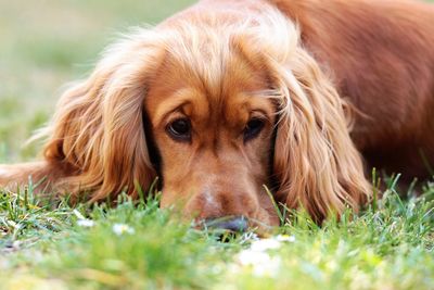 Close-up of young cocker spaniel lying down on the grass