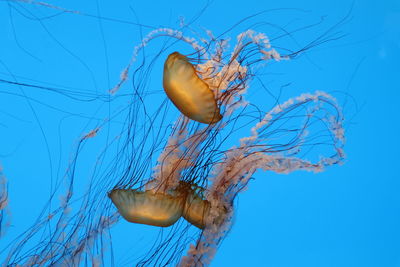 View of jellyfish swimming in sea