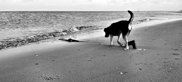 View of dog on beach