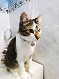 Cat looking away while sitting on floor