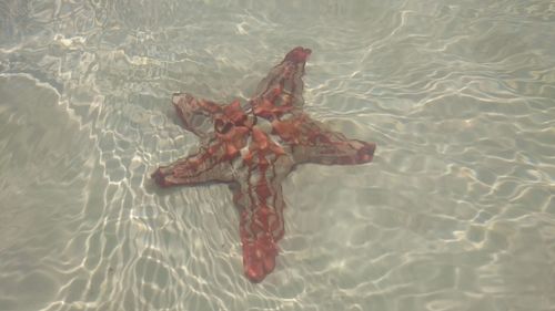 Close-up of fish swimming in sea