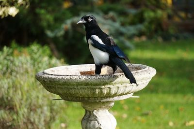 Close-up of bird perching outdoors