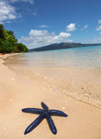 Close-up of starfish on sand at beach against sky