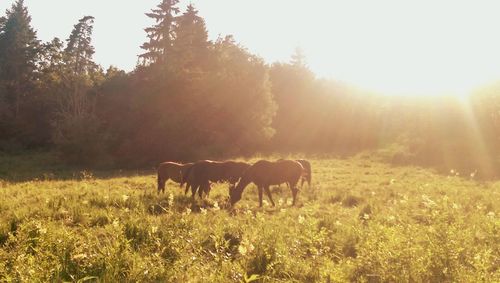 Horse grazing on grassy field