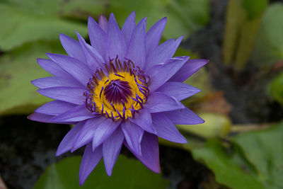 Close-up of purple flower