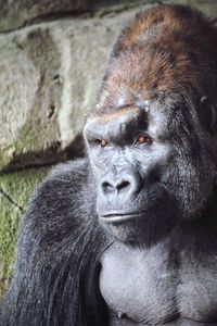 Close-up of gorilla looking away