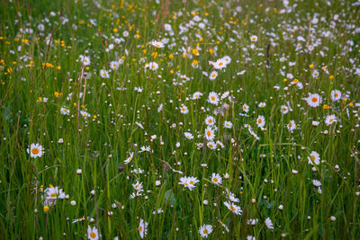Close-up of flowering plants on field