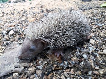 High angle view of hedgehog on field