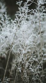 Close-up of frozen plant on field