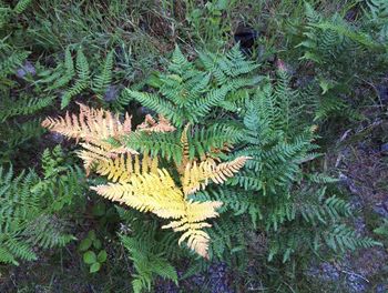 Plants growing on tree