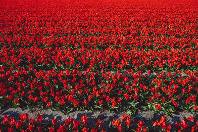 Full frame shot of red tulips on field