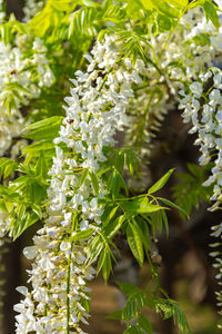 Beautiful full bloom of white wisteria blossom trees trellis, flowers in springtime sunny day