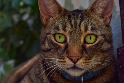 Close-up portrait of a cat