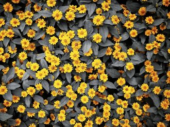 Full frame shot of yellow flowering plants