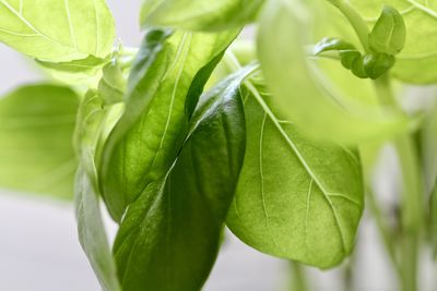 Close-up of fresh basil leaves