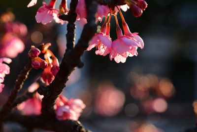 Close-up of plum blossoms growing on tree