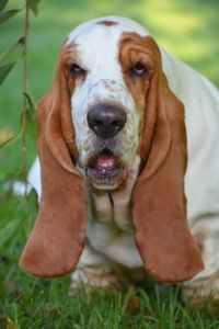 Portrait of dog on field