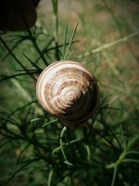 Close-up of snail on leaf