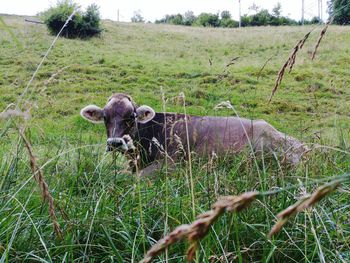 Portrait of sheep in a field