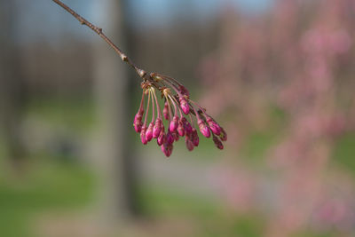 Close-up of insect on pink flower