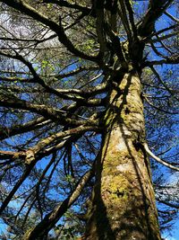 Low angle view of tree