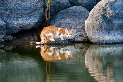 Portrait of cat with reflection in lake