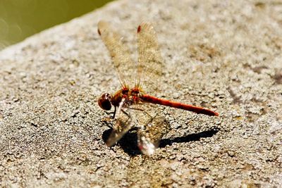 Close-up of dragonfly